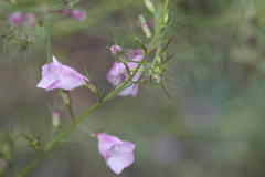 Sopubia delphinifolia